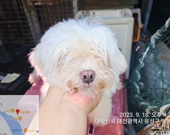 보호중 말티즈의 가…